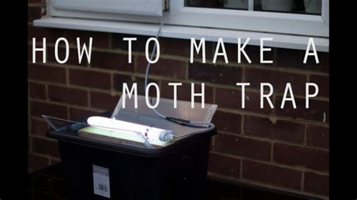 Where do you put moth traps