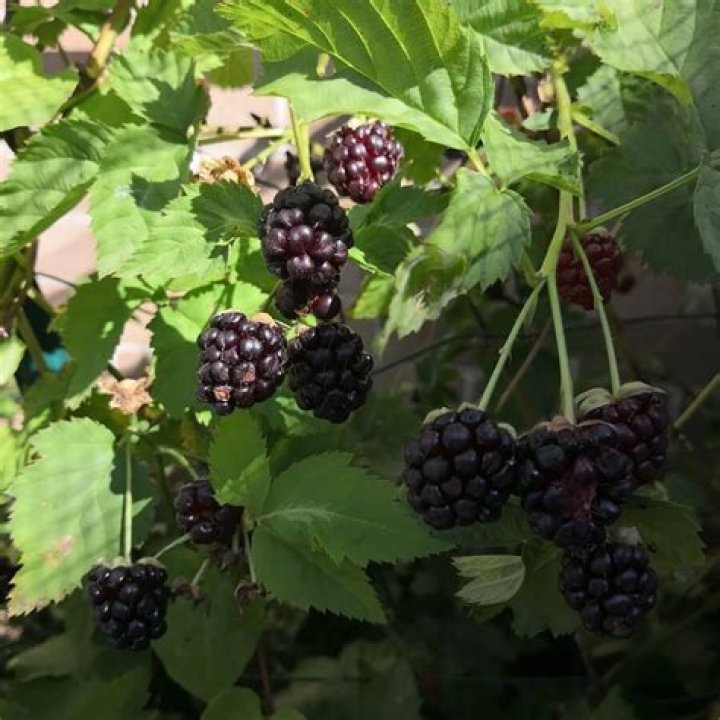 Where do Youngberries grow