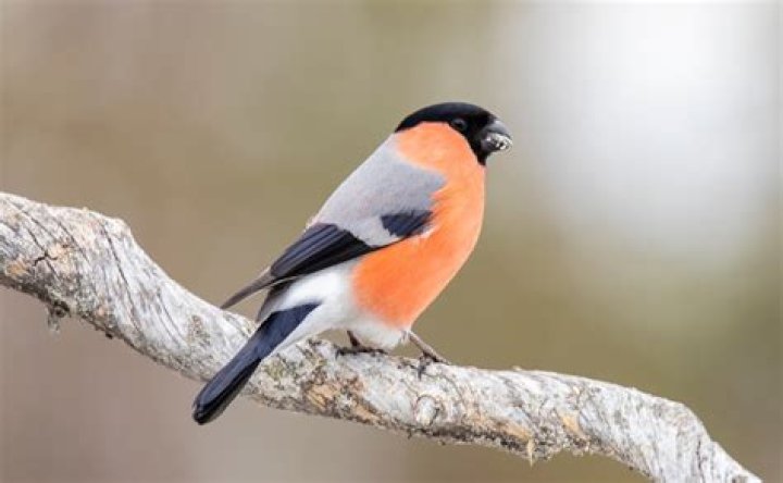Where does a bullfinch nest