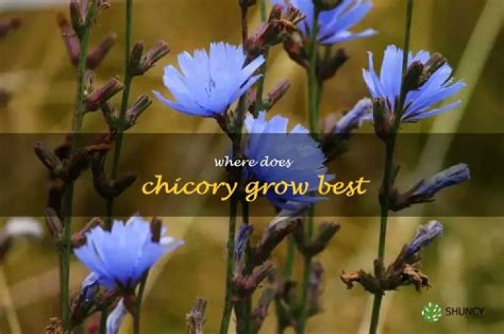 Where does chicory grow