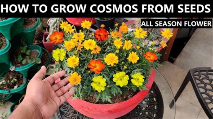 Where does cosmos grow best