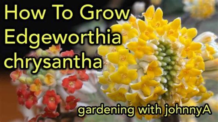 Where does edgeworthia grow