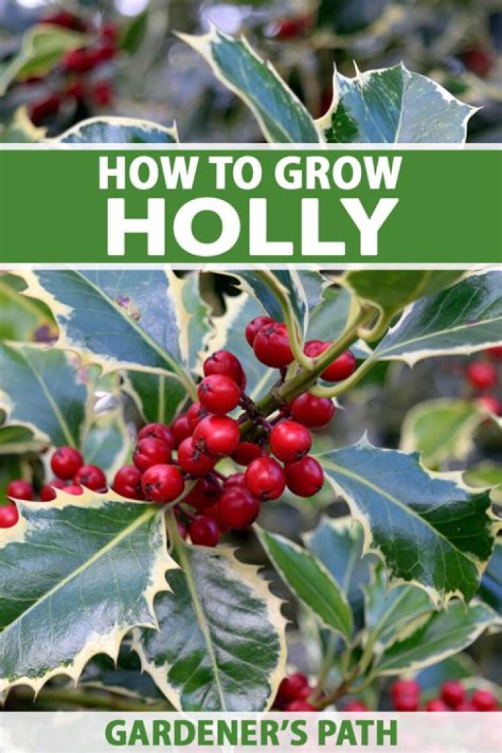 Where does holly grow best
