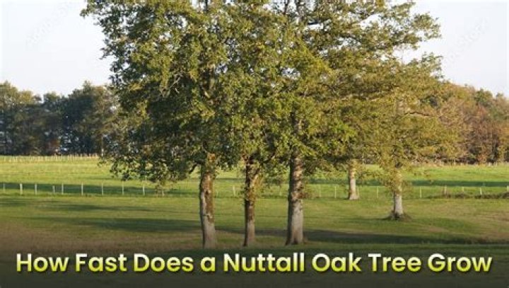 Where does Nuttall oak grow