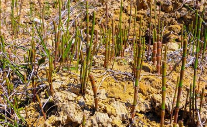 Where does Puzzlegrass grow