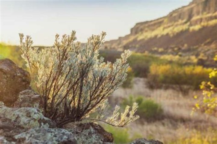 Where does sage brush grow