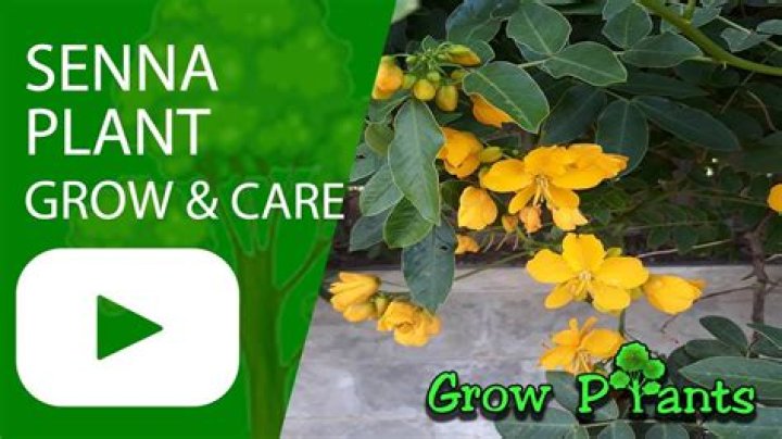 Where does senna plant grow