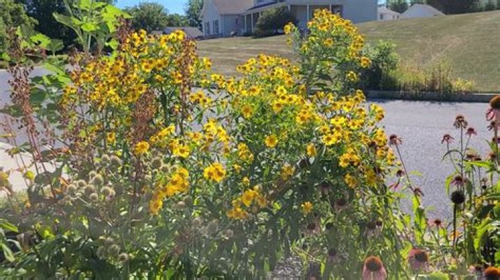 Where does sneezeweed grow