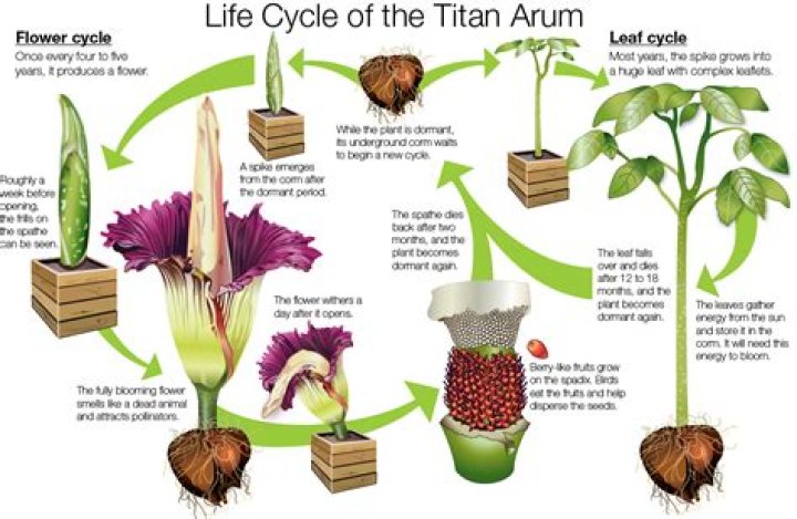 Where does Titan Arum grow