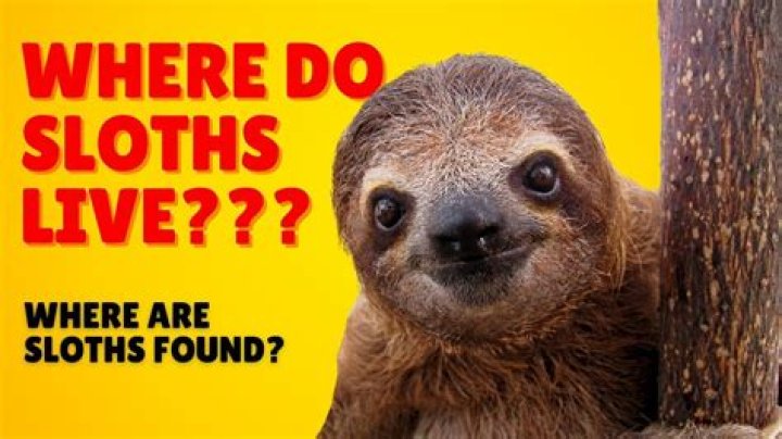 Where else can sloths live