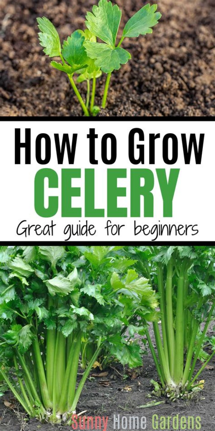 Where is celery best grown