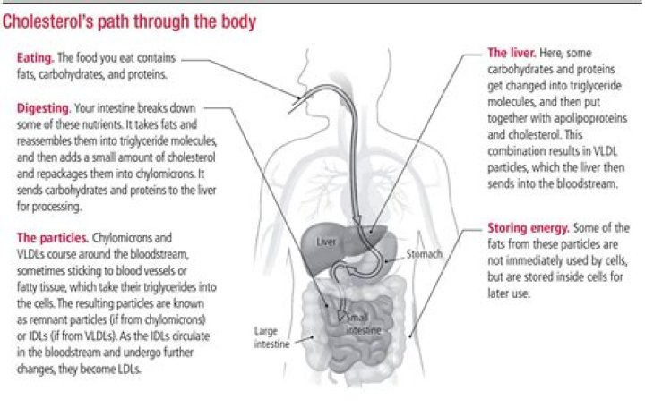 Where is cholesterol found