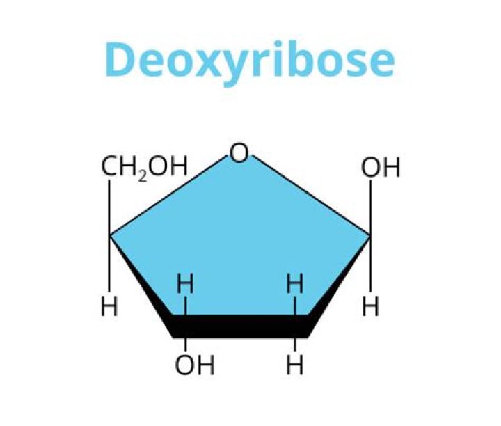 Where is deoxyribose found