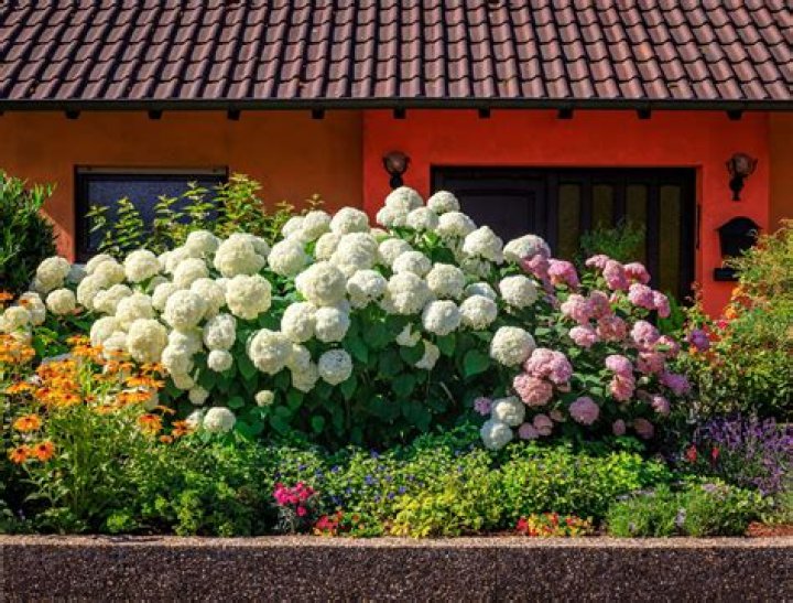 Where is it best to plant hydrangeas