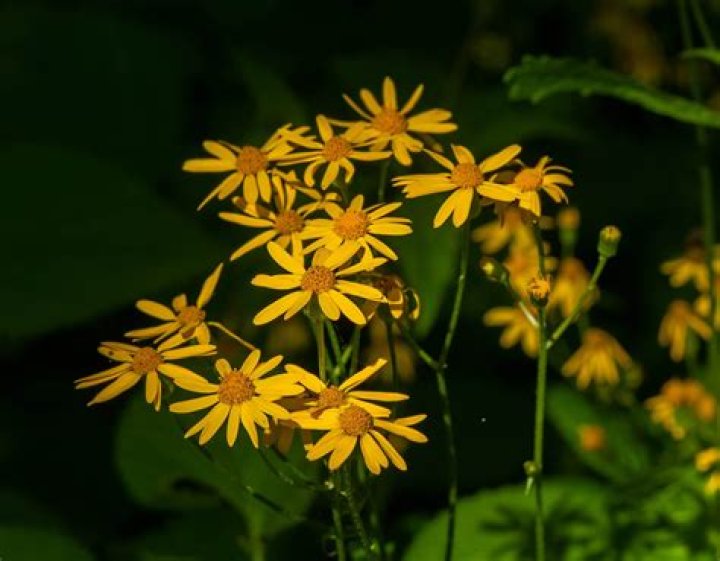 Where is ragwort native to