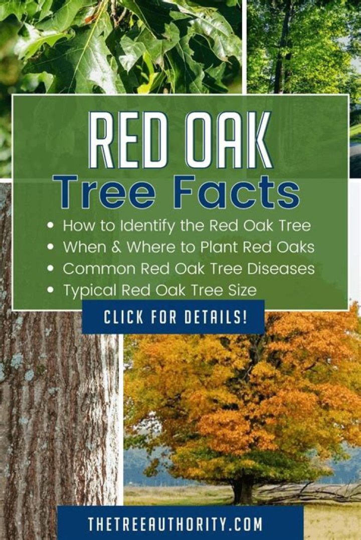 Where is Red Oak found