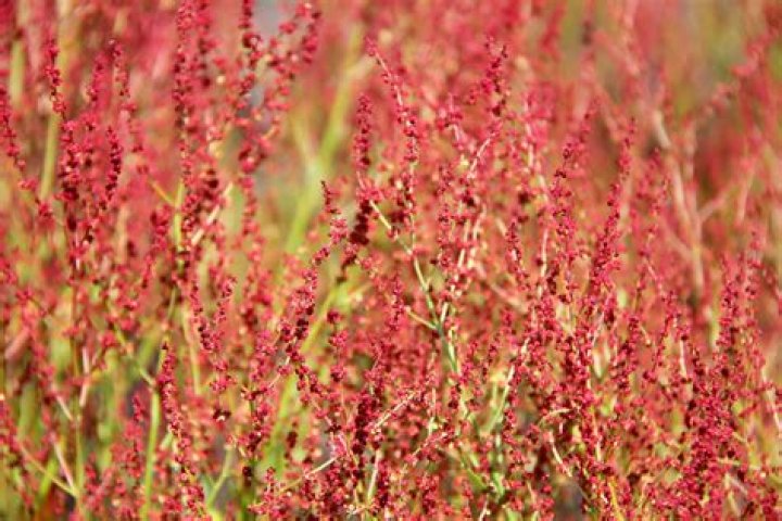Where is sheep sorrel found