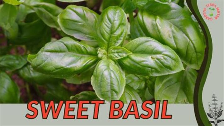 Where is Sweet Basil found