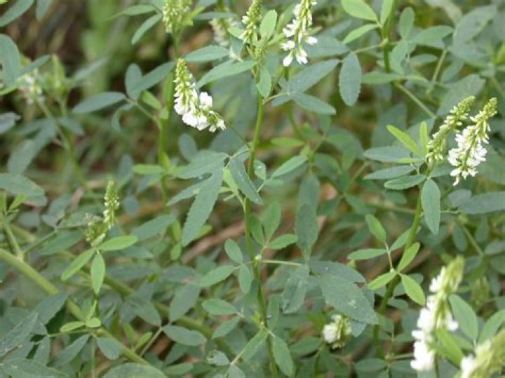 Where is sweet clover found