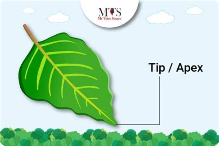 Where is the apex on a leaf