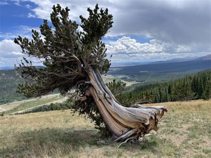 Where is the bristlecone pine located