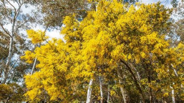 Where is the golden wattle found