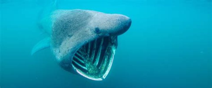 Where is the Isle of shark