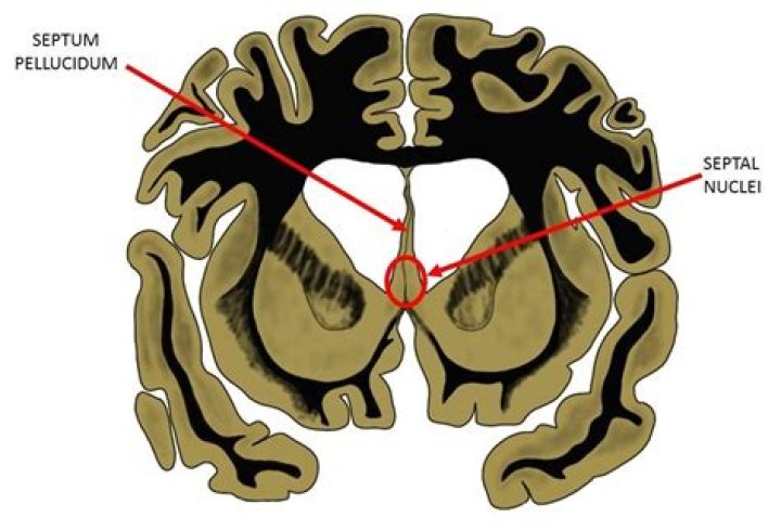 Where is the septal nucleus