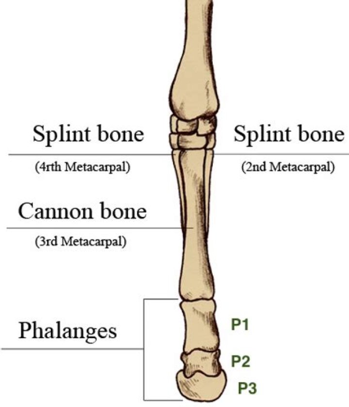 Where is the splint bone on a horse