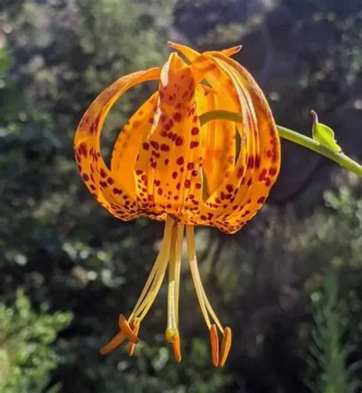 Where is tiger lily native