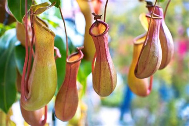 Where is tropical pitcher plant found