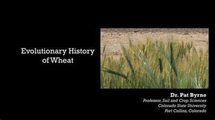 Where was wheat first found