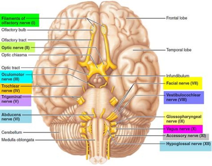 Which cranial nerve does not innervate the extrinsic eye muscles