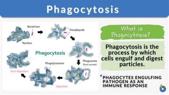 Which describes phagocytosis