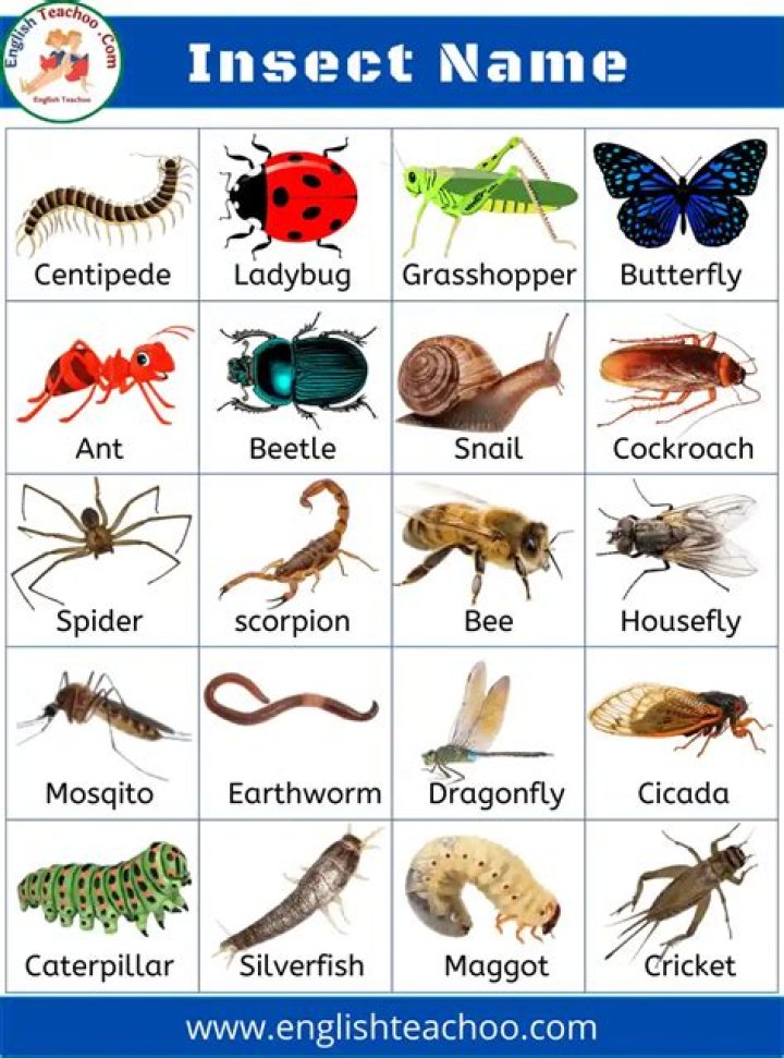 Which insect is carnivores