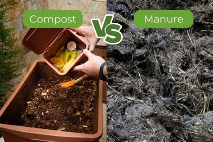 Which is better manure or compost