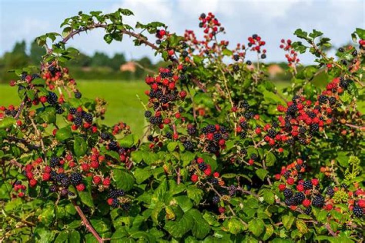 Which is first blackberry winter or dogwood winter