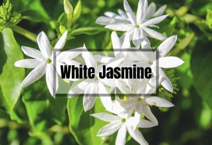 Which jasmine is poisonous
