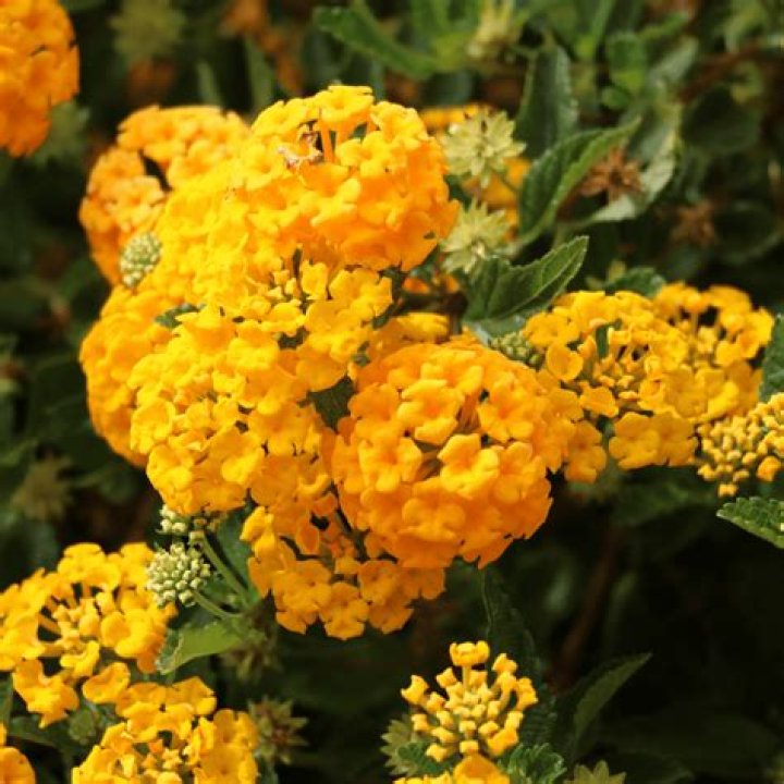 Which lantana is perennial