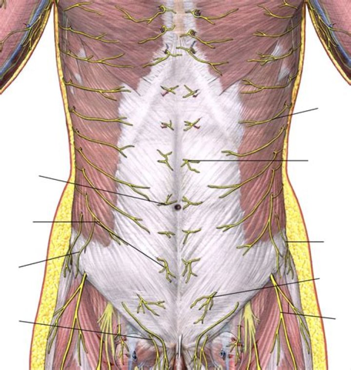 Which nerve Innervates gastric glands