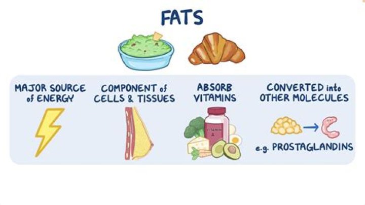 Which of the following is a major role of fats