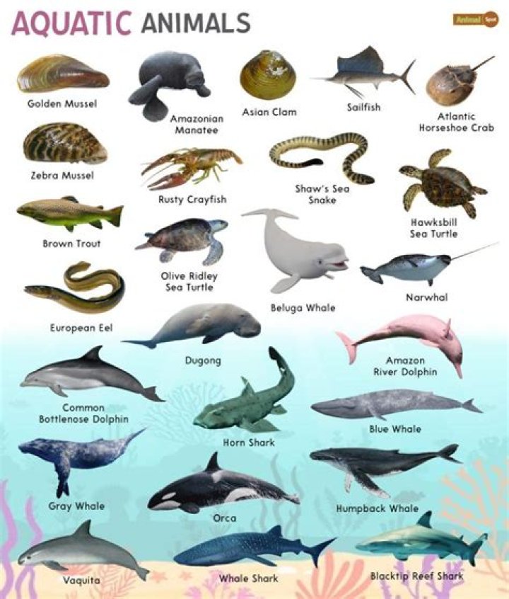 Which phylum has only marine animals