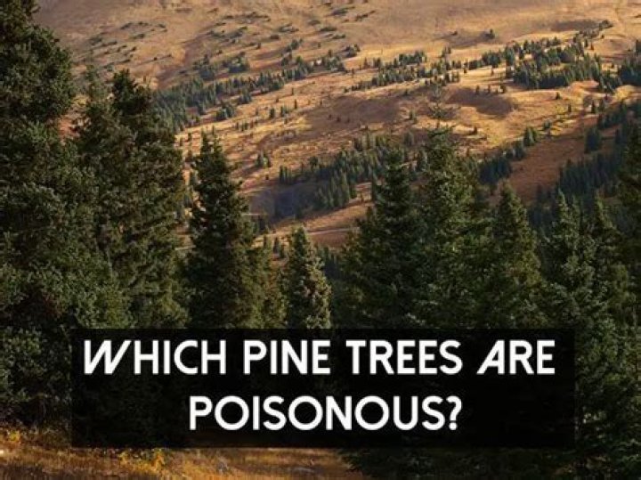 Which pine trees are toxic