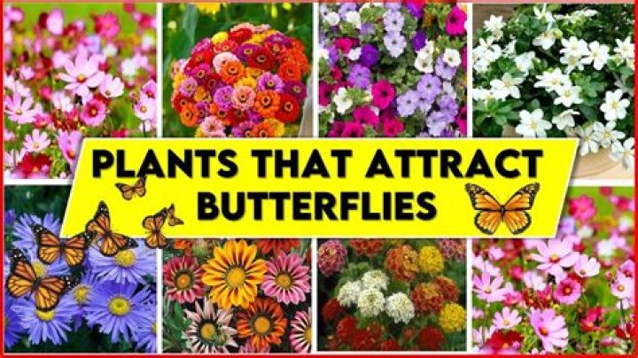 Which plants attract butterflies UK