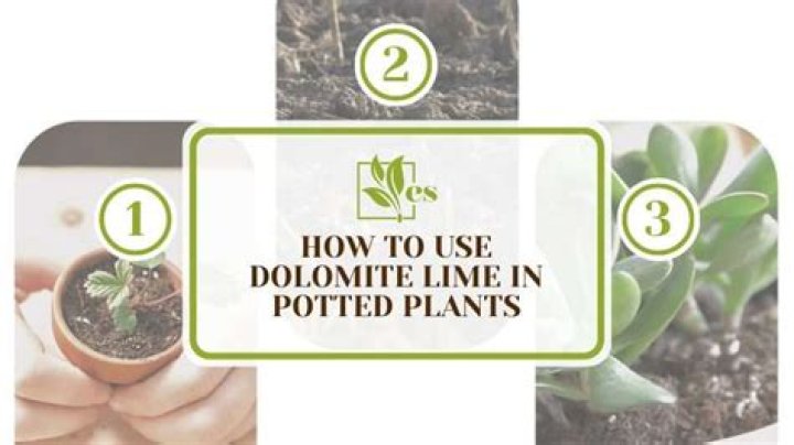 Which plants like dolomite