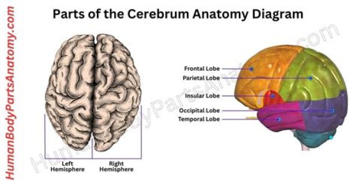 Which primary brain vesicle gives rise to the cerebrum