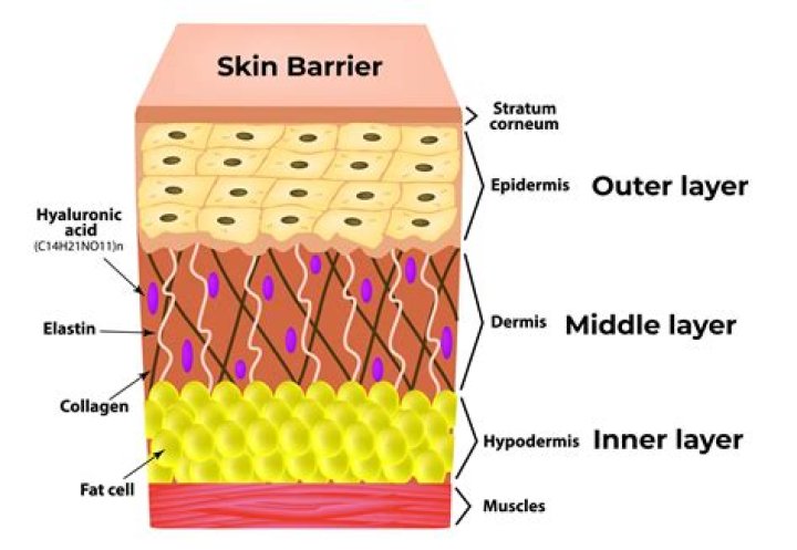 Which skin gland helps waterproof the skin surface