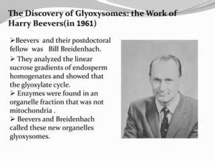 Who discovered glyoxysomes
