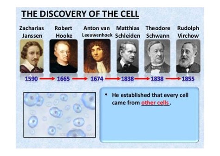 Who first discovered cell division