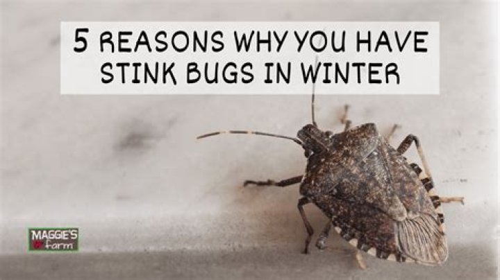 Why am I seeing stink bugs in the winter